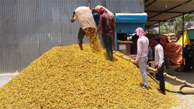 हळदीला सोन्याचा भाव बियाणे दरात दुप्पटीहून वाढ