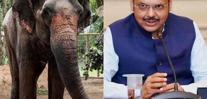 माधुरी हत्तीला नांदणी मठात परत आणण्यासाठी मुख्यमंत्र्यांचा पुढाकार