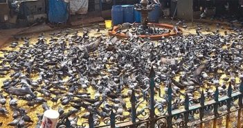 कबुतरांचा मानवी आरोग्यावरील परिणाम अभ्यासण्यासाठी तज्ज्ञ समिती गठीत