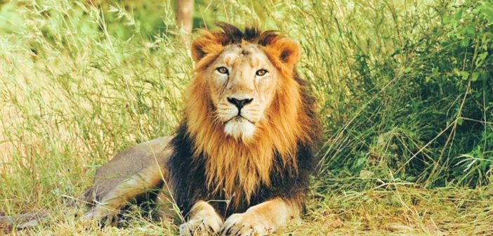 गुजरातमध्ये २ वर्षात ३०७ सिंहांचा मृत्यू