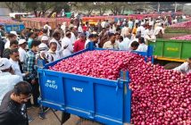 अतिवृष्टीमुळे लाल कांद्याचा मुहूर्त हुकला, यंदा बाजारात उशिराने येणार
