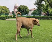 भटक्या कुत्र्यांना रस्त्यावरून हटवा – सर्वोच्च न्यायालय