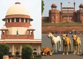 रस्त्यावरील भटक्या कुत्र्यांमुळे होणाऱ्या अपघातांबद्दल सुप्रीम कोर्टाकडून चिंता व्यक्त