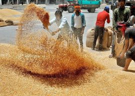 भारत सरकारने २५ लाख मेट्रिक टन गव्हाच्या निर्यातीला दिली मान्यता