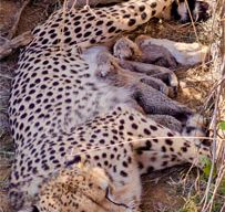 मध्य प्रदेशातील कुनो राष्ट्रीय उद्यानात मादी चित्ता ज्वालाने पाच बछड्यांना दिला जन्म