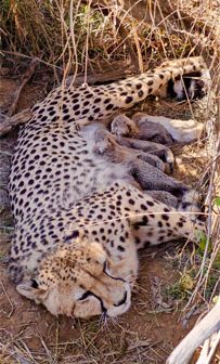 मध्य प्रदेशातील कुनो राष्ट्रीय उद्यानात मादी चित्ता ज्वालाने पाच बछड्यांना दिला जन्म