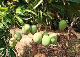 आंबा बागायतदारांना हेक्टरी २२ हजार भरपाई