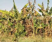 जळगाव जिल्हयात उष्णतेच्या तडाख्याने केळी बागांचे नुकसान